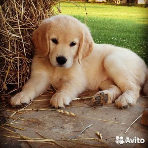 Солома в мешках для подстилки для собак, Доставка