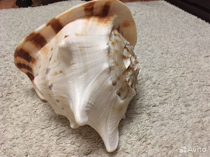 Ракушка интерьерная большая