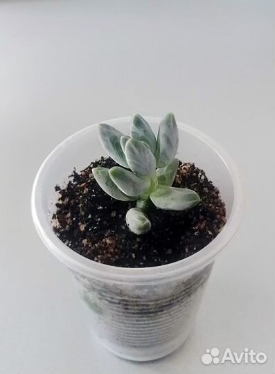 Пахифитум вердермана. Pachyphytum. Суккулент