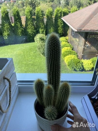 Большой кактус