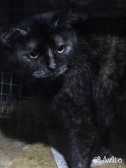 Кошка в семью