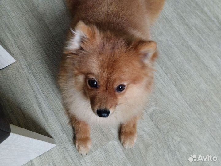 Померанский шпиц