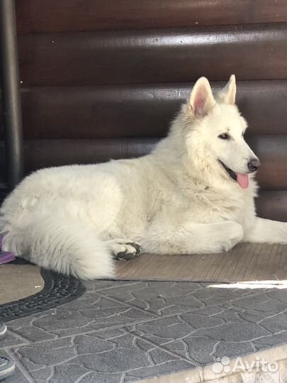 Щенки белой швейцарской овчарки