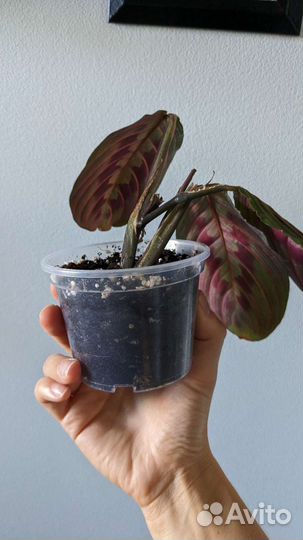 Маранта триколор