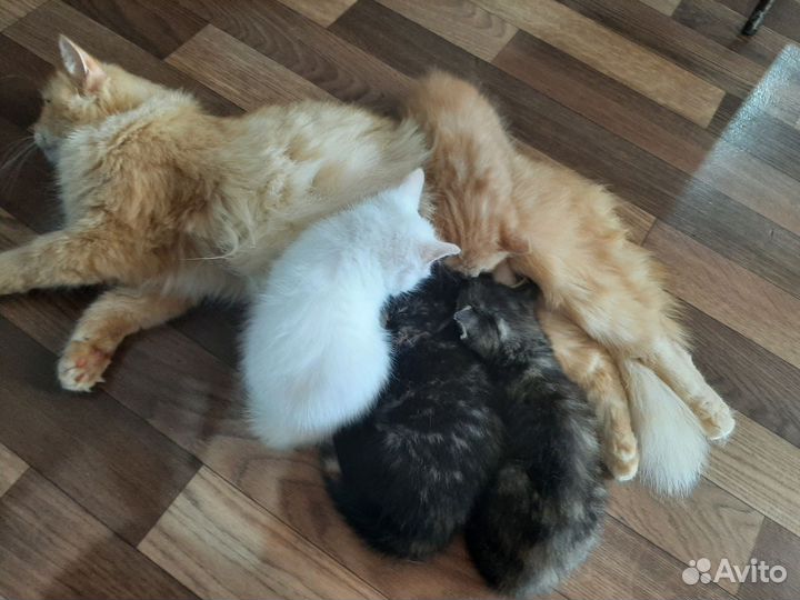 Котята