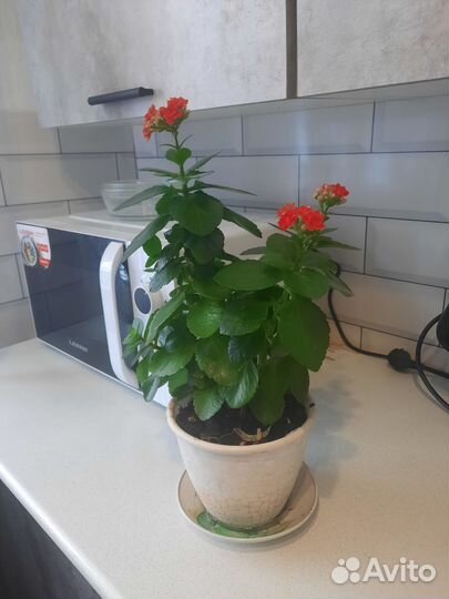 Каланхоэ цветущий