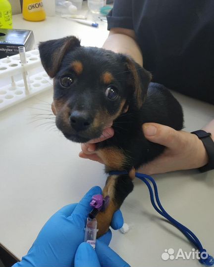 Ветеринарный врач, Ветеринарная помощь на дому