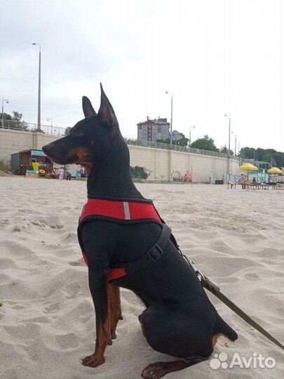 Щенки породы цвергпинчер (карликовый пинчер)