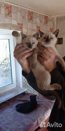 Кошечку отдам в добрые руки бесплатно