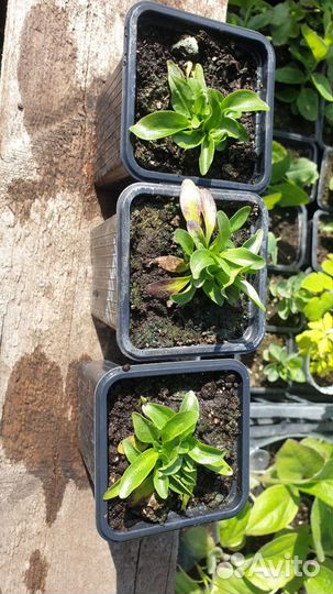 Горечавка семираздельная рассада