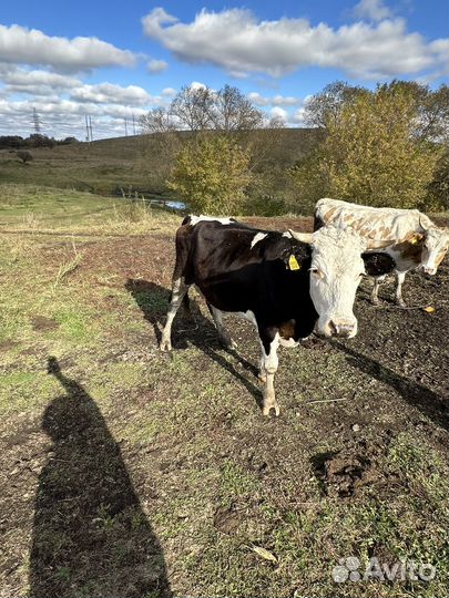 Корова дойная