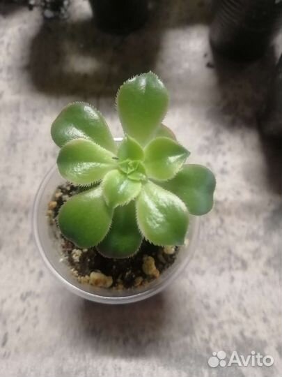 Суккуленты, эхеверии, красуллы, хавортия, алоэ