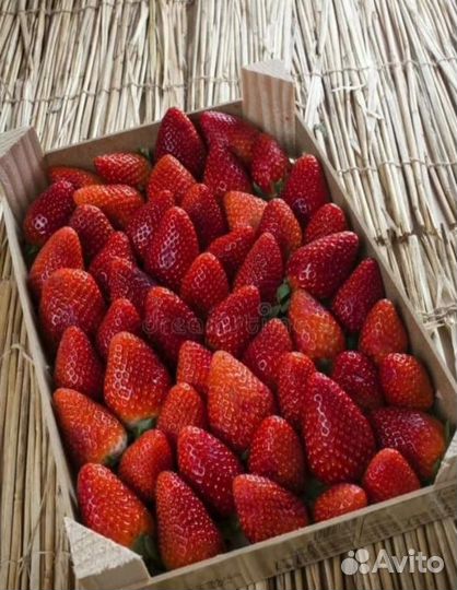 Клубника свежая ягода сегодня