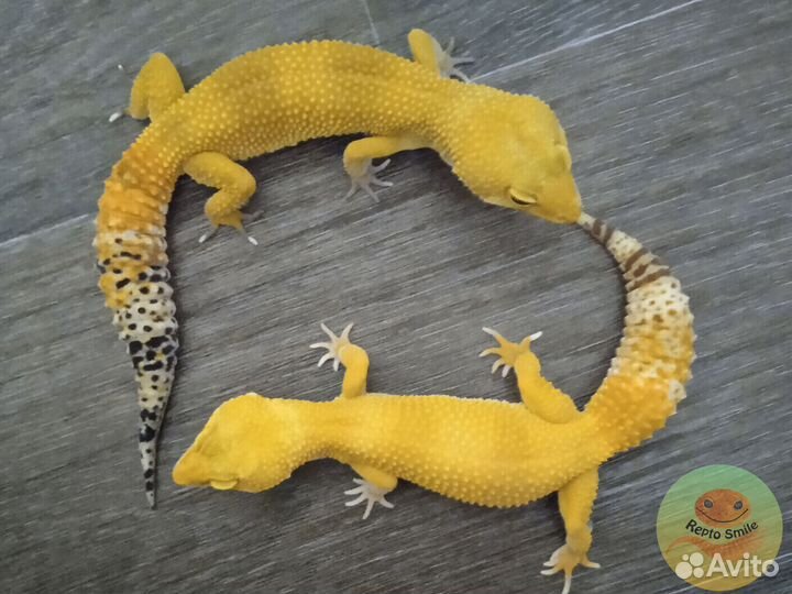 Эублефары малыши 2024 от 2500