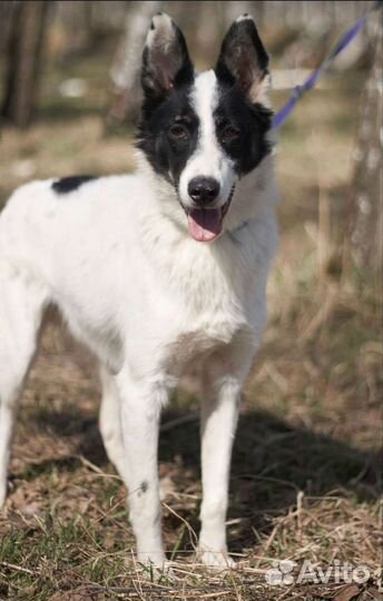 Малышу Мустангу плохо в приюте