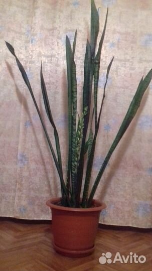 Сансевьера /Щучий хвост