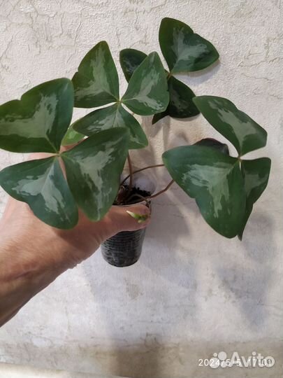 Кислица оксалис