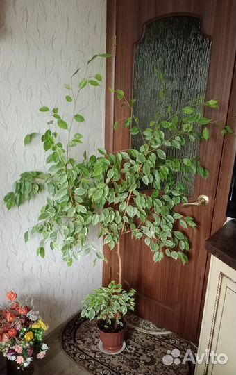 Фикус бенджамина