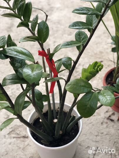 Замиокулькас