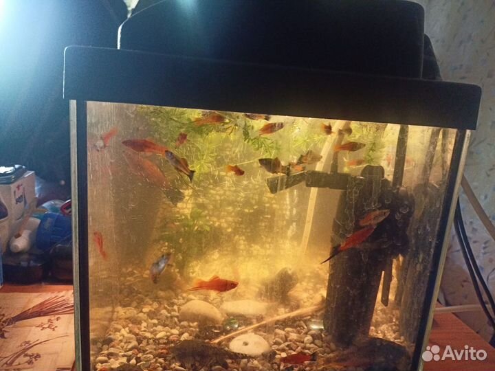 Меченосцы рыбки