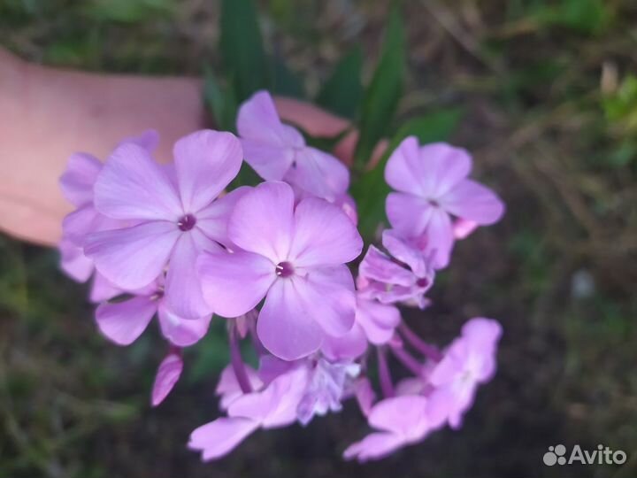 Флокс (без сорта)