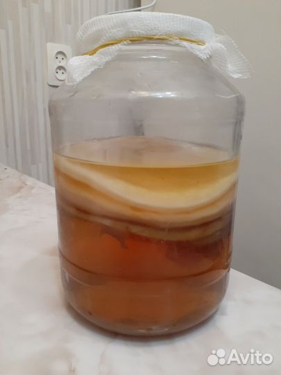 Гриб чайный