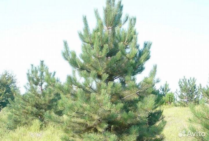 Крупномер сосны