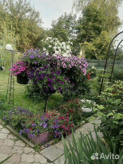 Петуниевое дерево