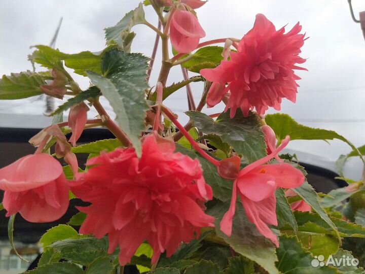 Бегония ампельная, беллекония