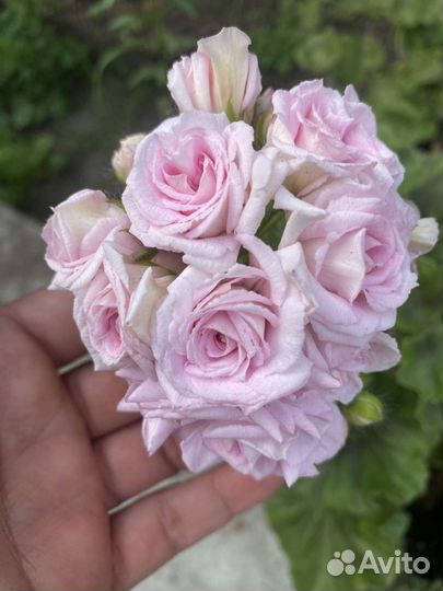 Пеларгония герань