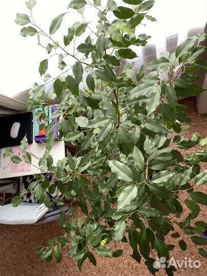 Фикус бенджамина большой