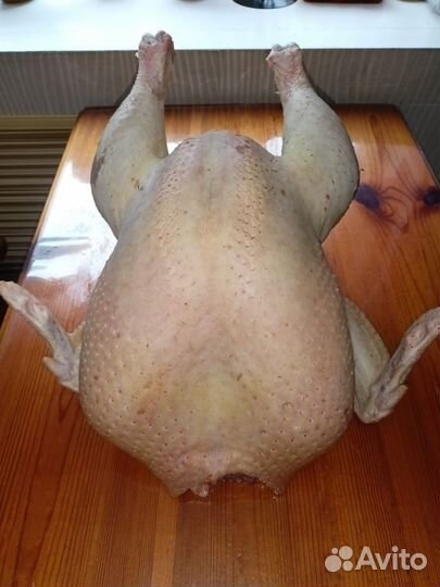 Индюки индюшки индейки