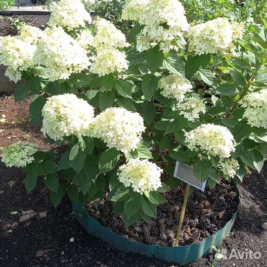 Растения для сада