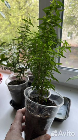 Комнатные цветы мирт