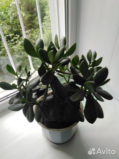 Денежное дерево