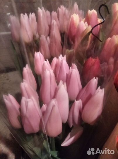 Луковицы тюльпанов