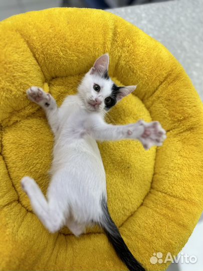 Котенок мальчик