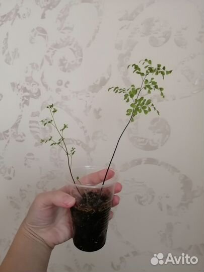 Папоротник адиантум (венерин волос)