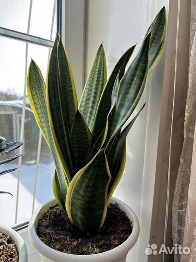 Сансевиерия