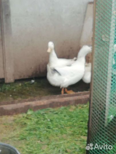 Утка домашняя мясо