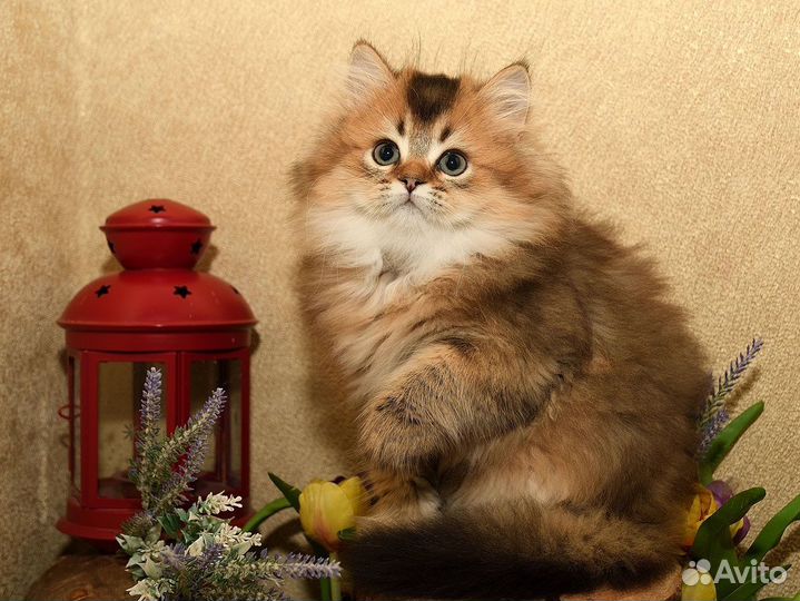Золотой Длинношерстный котик Хайленд 2 мес