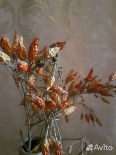 Перец очень жгучий итальянский подходит для засолк