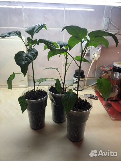 Рассада перца