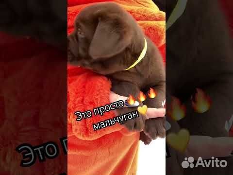 Шоколадные щенки лабрадора питомник РКФ объявление продам