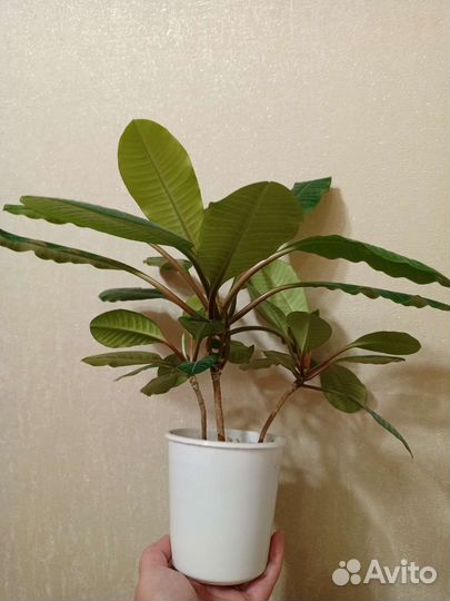 Комнатные цветы