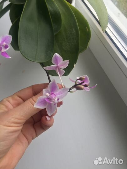 Орхидея фаленопсис мини