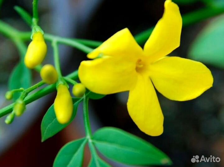 Комнатные жасмины