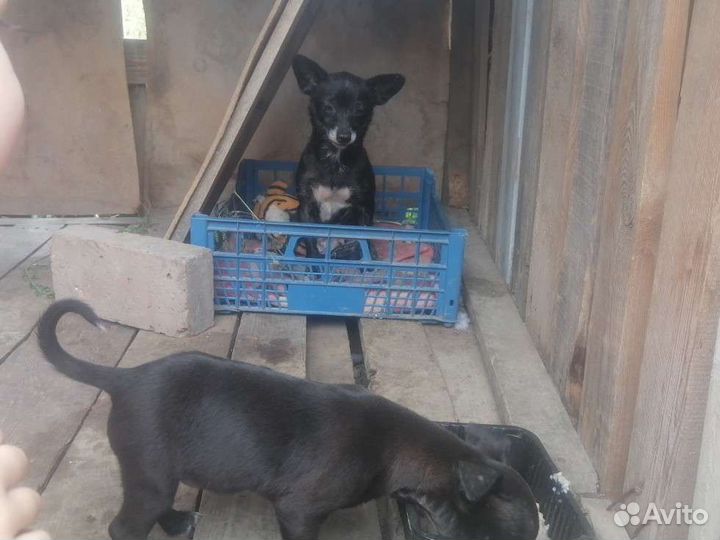 Щенок маленькой собаки