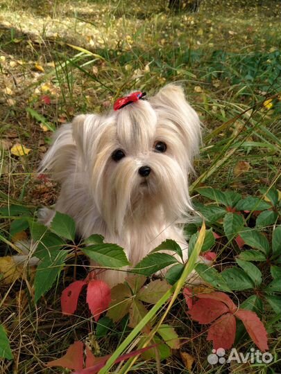 Собачка Йорк игрушка реалистичная