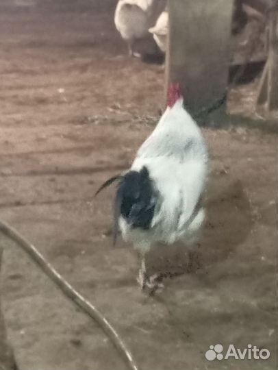 Молодые петухи